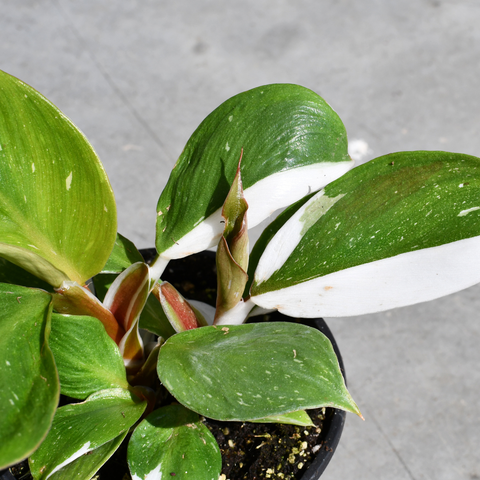 Philodendron erubescens 'White Knight'
