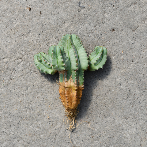 Euphorbia fruticosa f. inermis