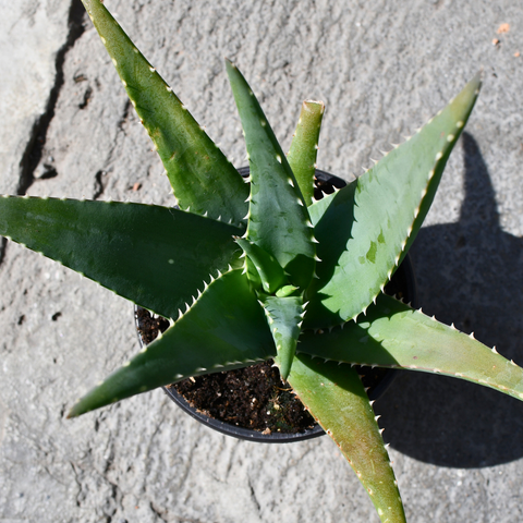 Aloe medivera 'Equator'