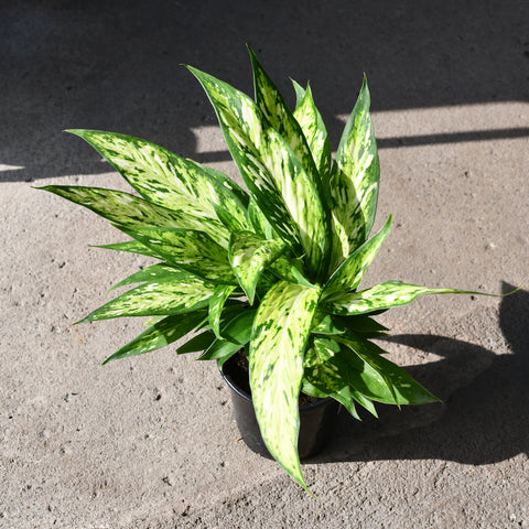 Dieffenbachia 'Starbright'