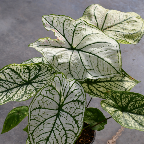 Caladium 'White Christmas'