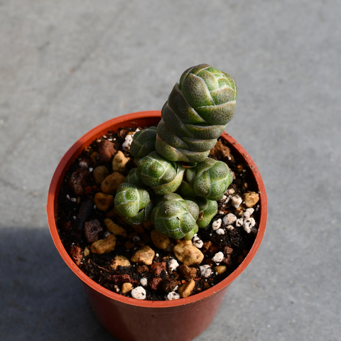 Crassula barklyi 