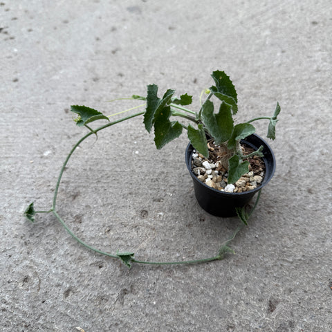 Corallocarpus bainesii