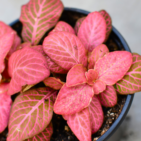 Fittonia verschaffeltii 'Pink'