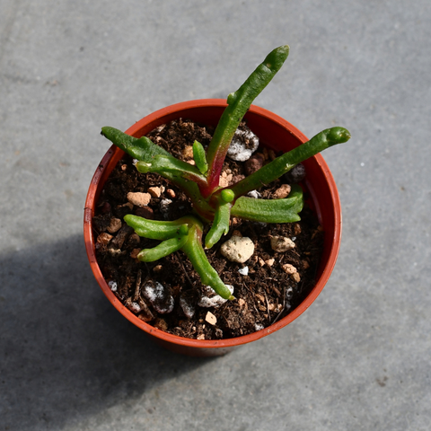 Glottiphyllum diforme