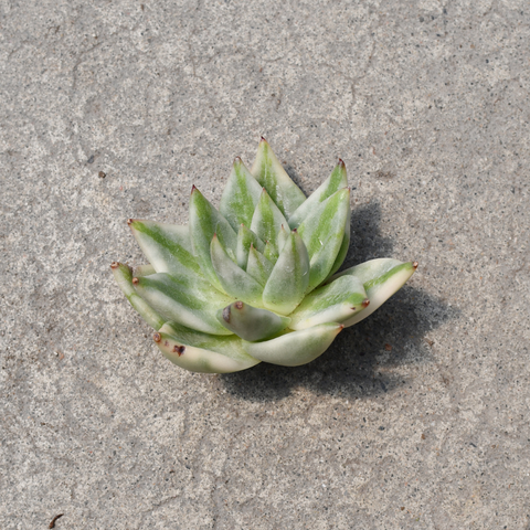 Echeveria agavoides 'Elk Soul' Variegata