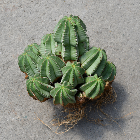 Euphorbia fruticosa f. inermis