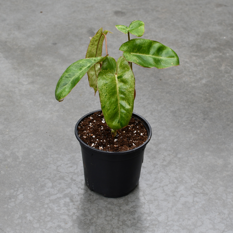 Philodendron 'Paraiso verde'