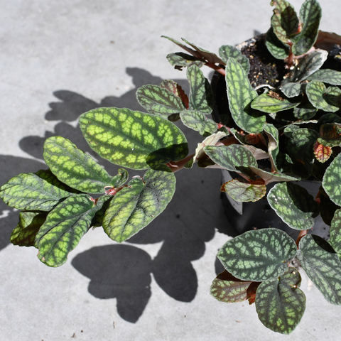 Pellionia pulchra 'Watermelon'