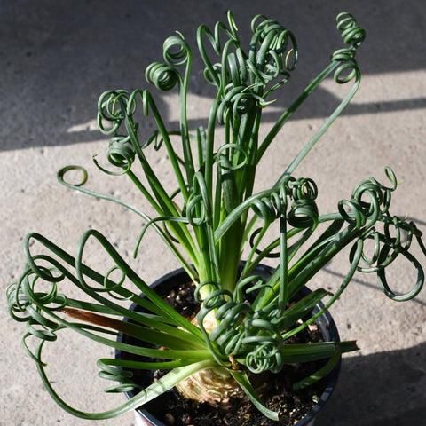 Albuca spiralis