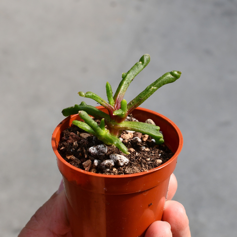 Glottiphyllum diforme