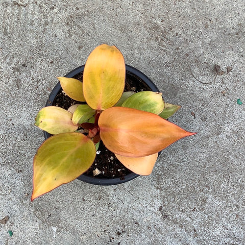 baby philodendron prince of orange Philodendron 'Prince of Orange' – Serres Lavoie