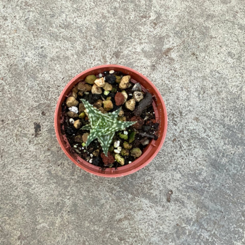 Aloe decoingsii ssp. Angustina