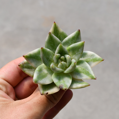 Echeveria agavoides 'Elk Soul' Variegata