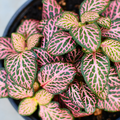 Fittonia verschaffeltii 'Mistral'