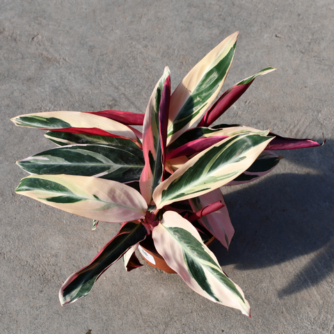 Stromanthe 'Triostar'