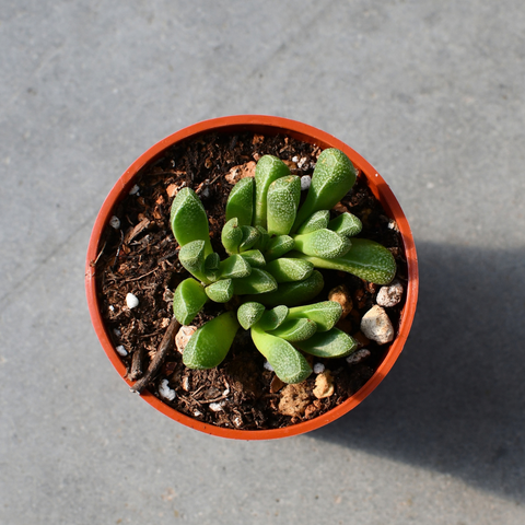 Rhinephyllum muirii