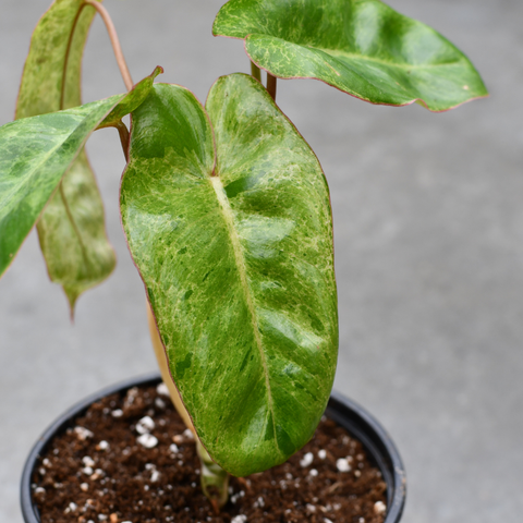 Philodendron 'Paraiso verde'