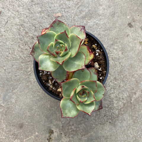 Echeveria 'Paso Doble'