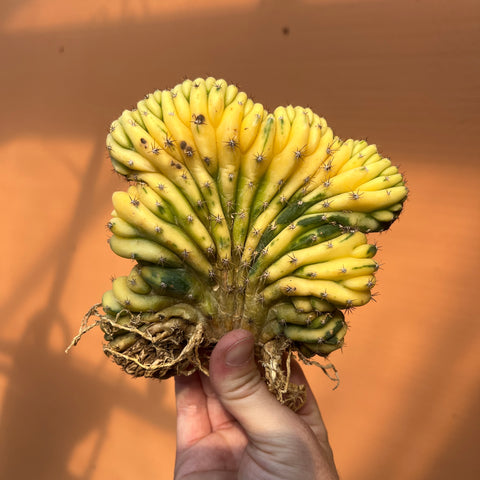 Trichocereus pachanoi f. cristata variegata 