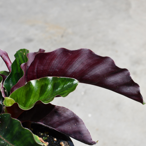 Calathea gandersii