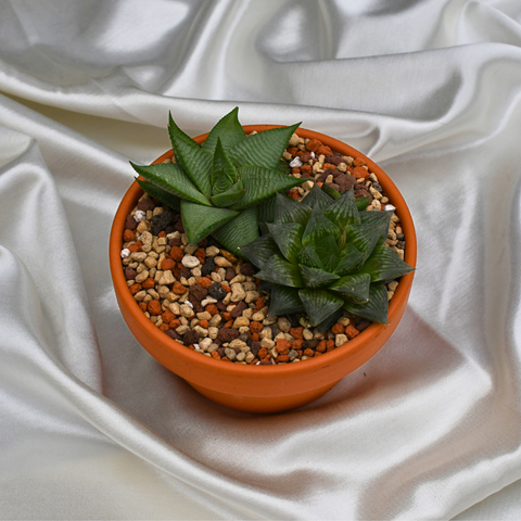 Arrangement d'Haworthias en pot terre cuite court