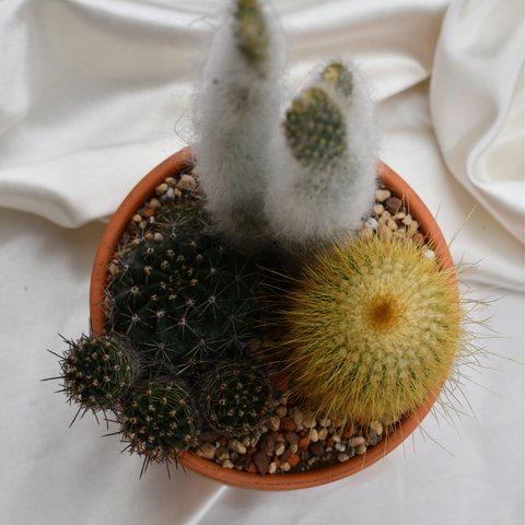 Arrangement de cactus en pot de terre cuite