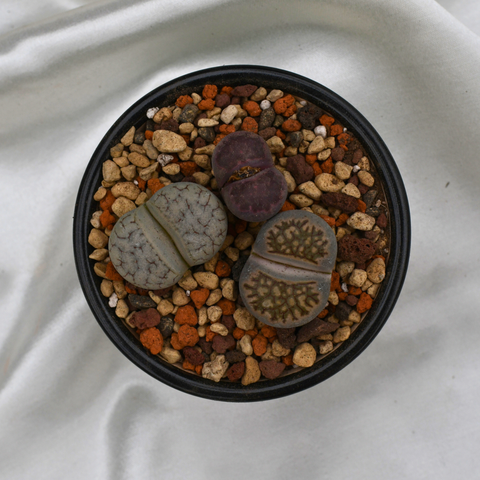Lithops en pot décoratif