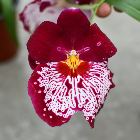 Miltoniopsis sp.