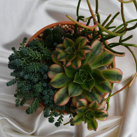 Arrangement de succulentes en pot de terre cuite