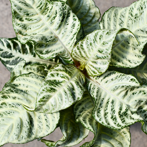 Aphelandra squarosa 'Snowflake'