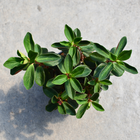 Peperomia verticillata