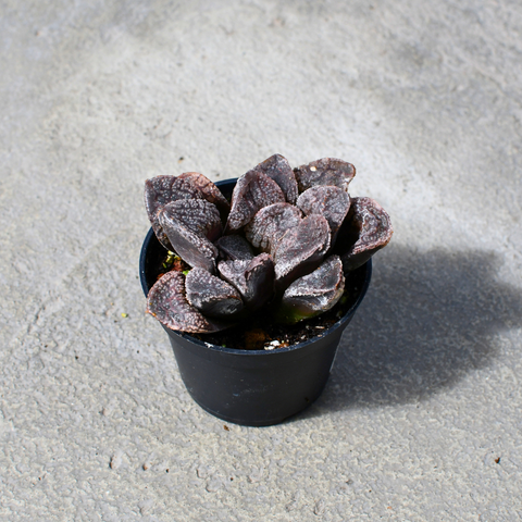 Haworthia 'Mordor'