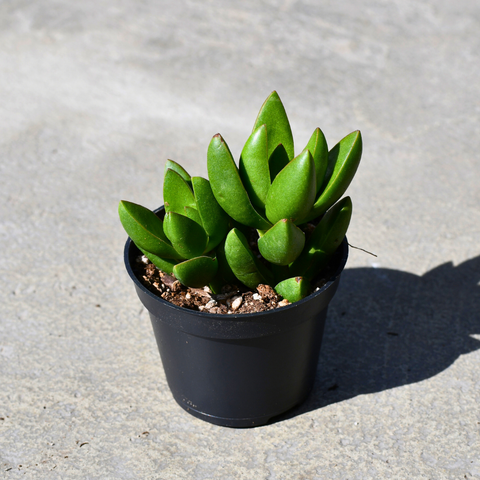 Crassula capitella ‘Benjamin’