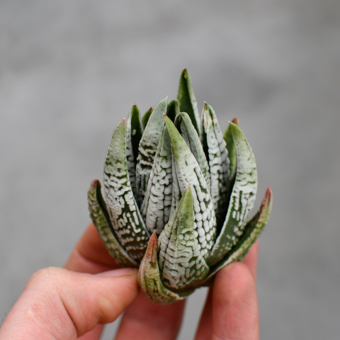 Haworthia 'Emperor'