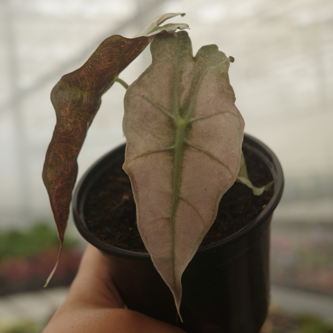 Alocasia amazonica polly 