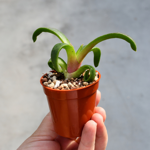Glottiphylum cf. longum