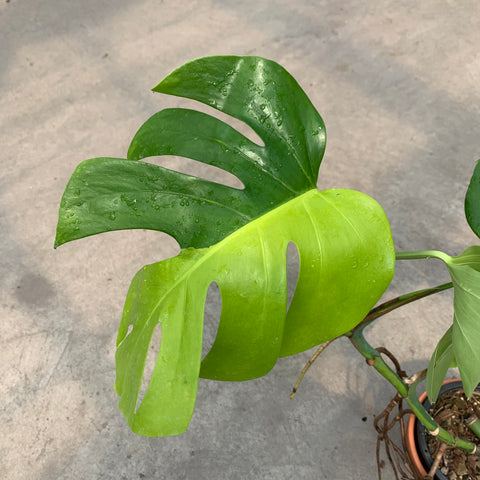 Monstera deliciosa 'Aurea'