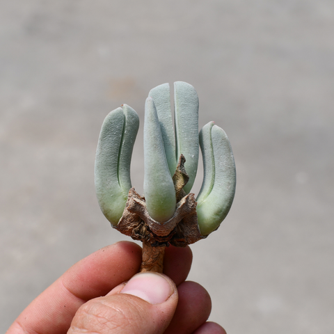 Cheiridopsis candidissima