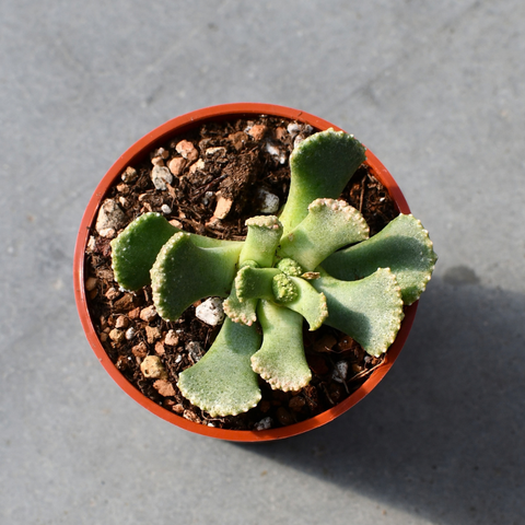 Aloinopsis malherbei