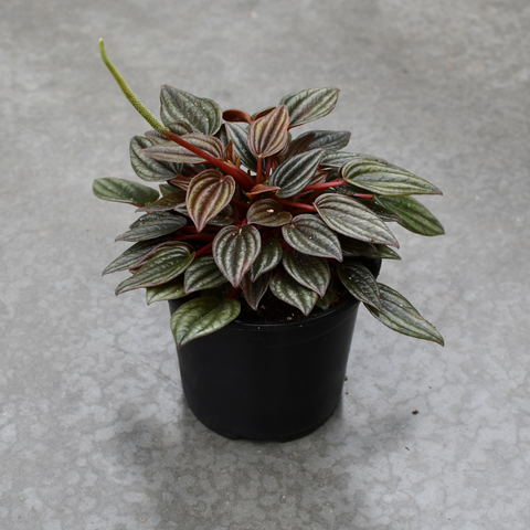 Peperomia caperata 'Lima' 