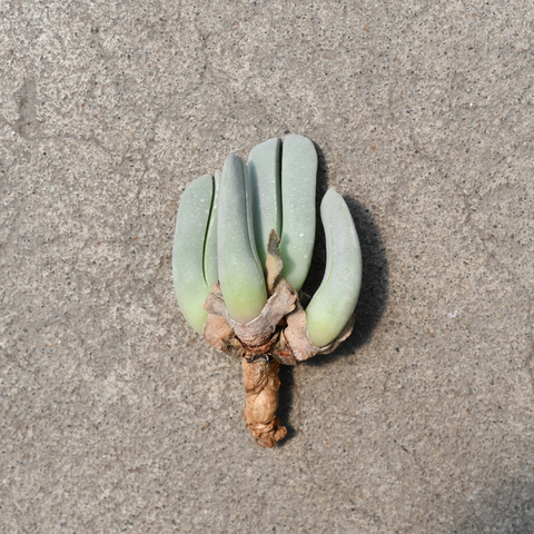 Cheiridopsis candidissima