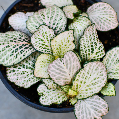 Fittonia 'Purple Snow Anne'