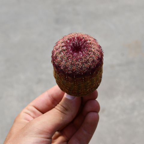 Echinocereus rigidissimus subs. rubispinus