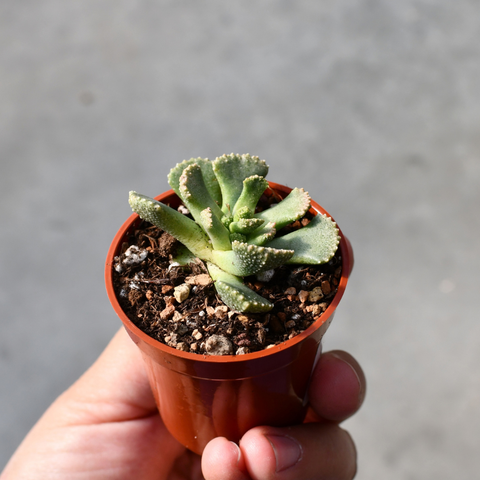Aloinopsis malherbei