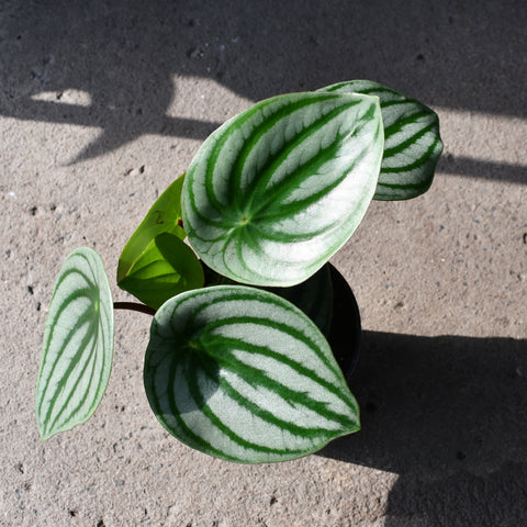 Peperomia argyreia 'Watermelon'