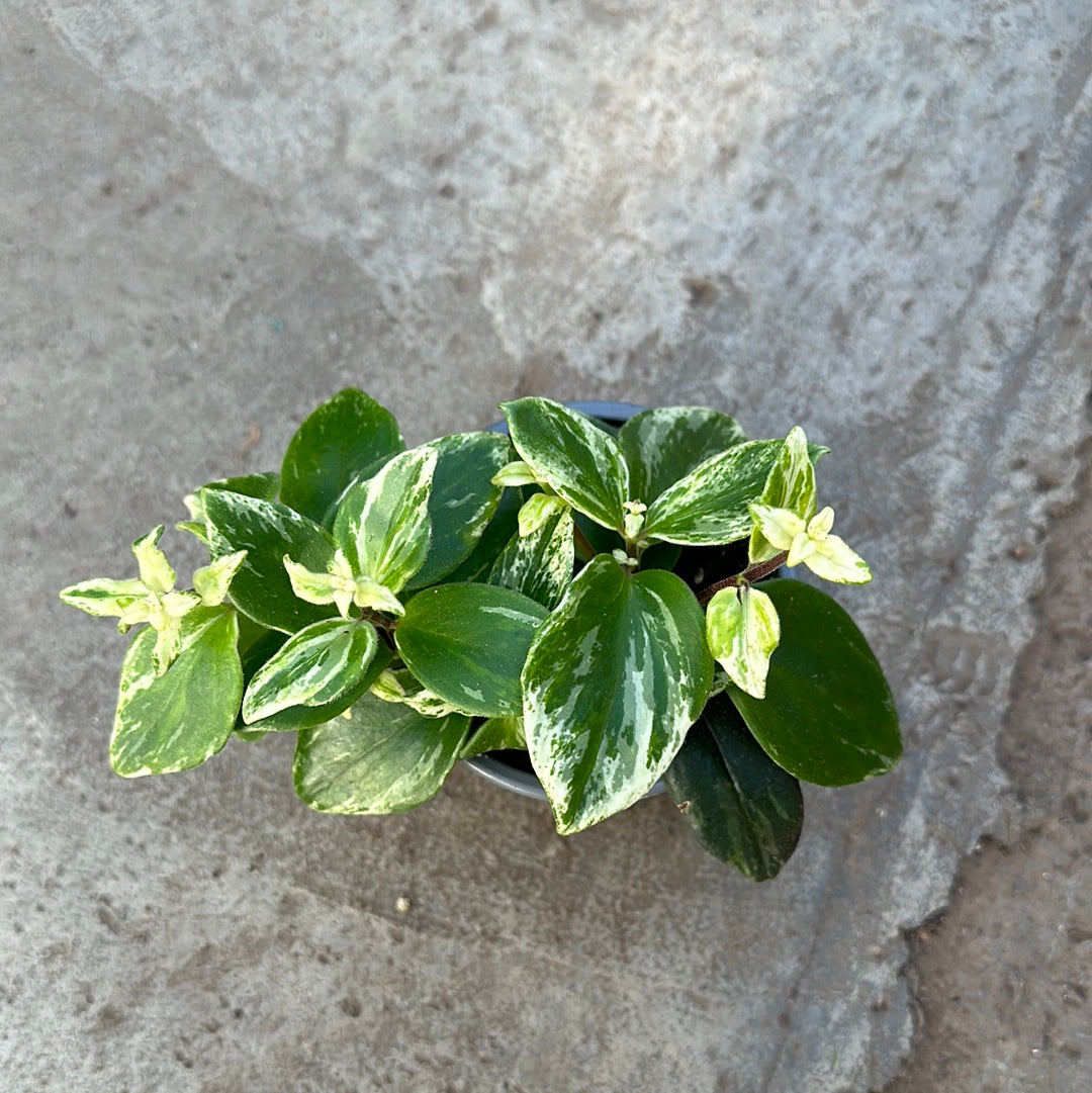 Aeschynanthus lobbianus variegata