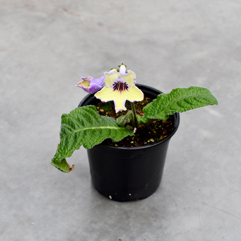 Streptocarpus 'Ladyslippers Yellow Blue Eye'