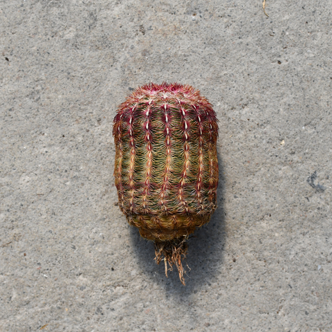Echinocereus rigidissimus subs. rubispinus