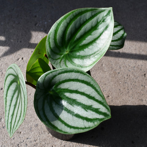 Peperomia argyreia 'Watermelon'